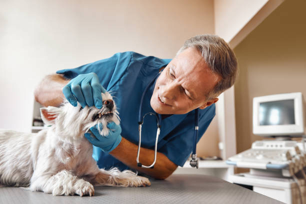 Best Dentist for Tooth Abscess  in Rm Beach, WA